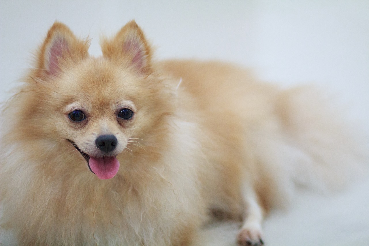 世界十大凶犬最新榜单揭晓